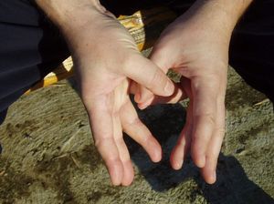 mudra Životnog stuba